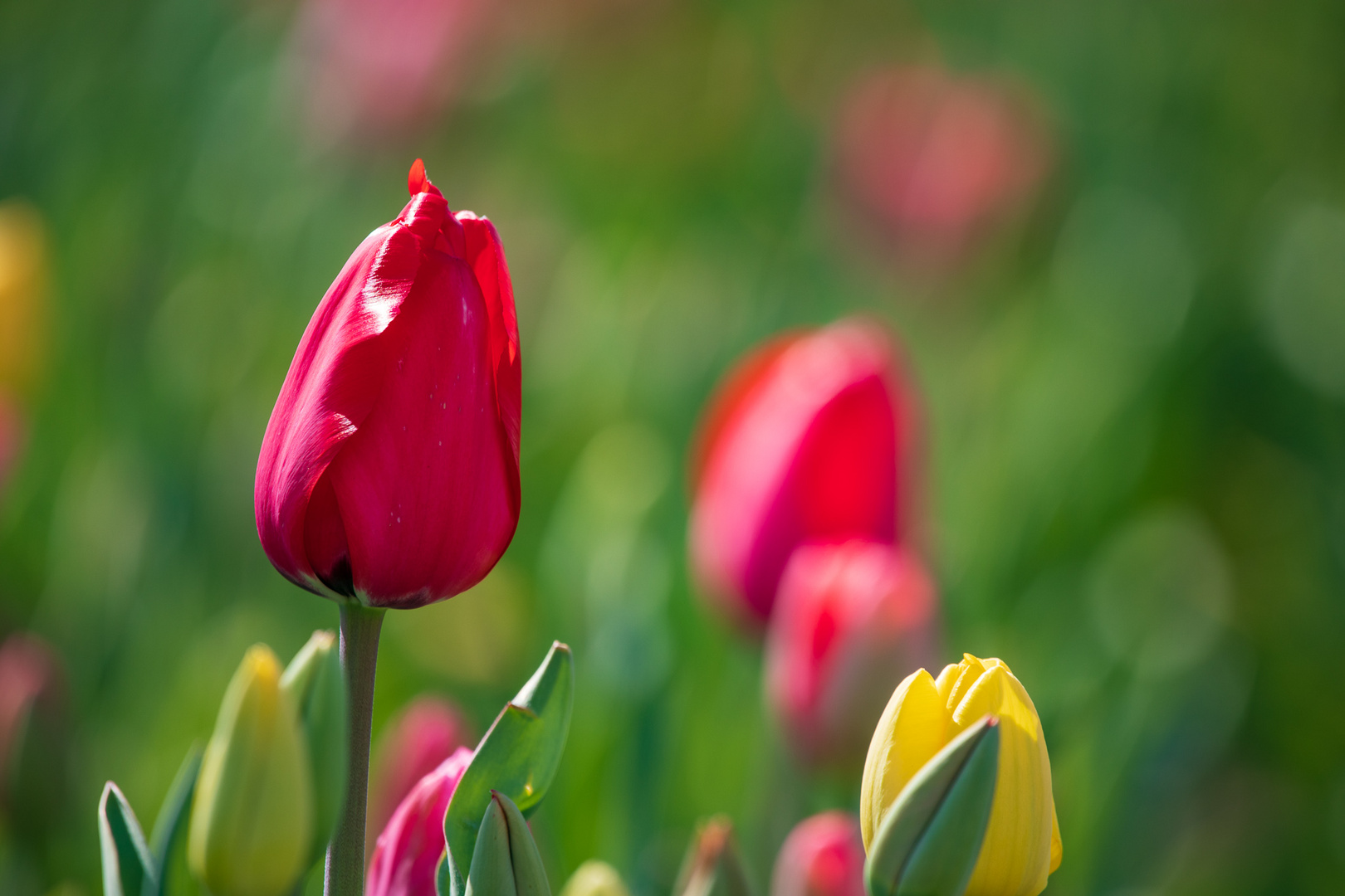 Eine rote Schönheit