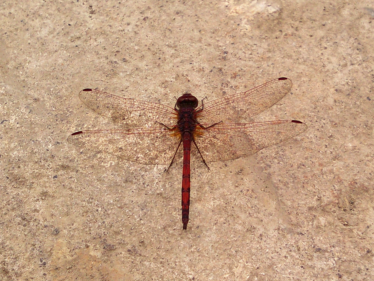 Eine rote Schönheit