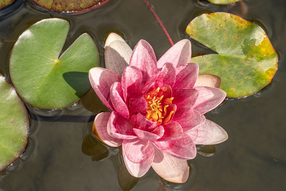 eine rote Seerose in unserem Teich