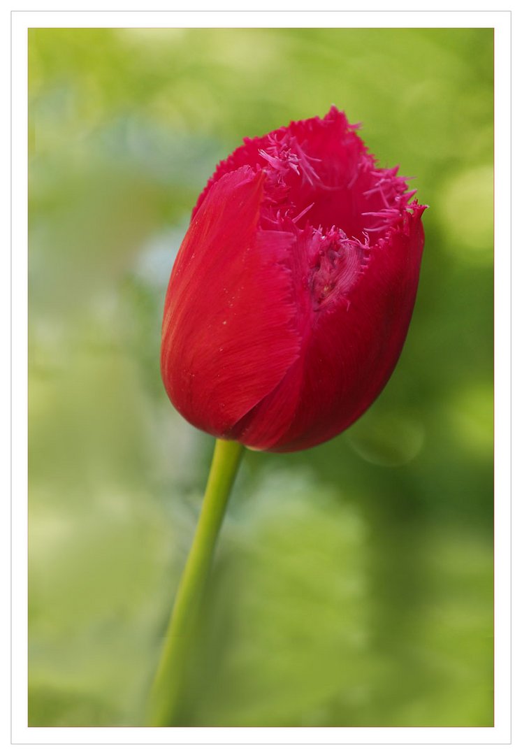 Eine rote Tulpe als Mittwochsblümchen