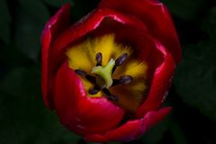 Eine rote Tulpe offenbart ihr Innerstes