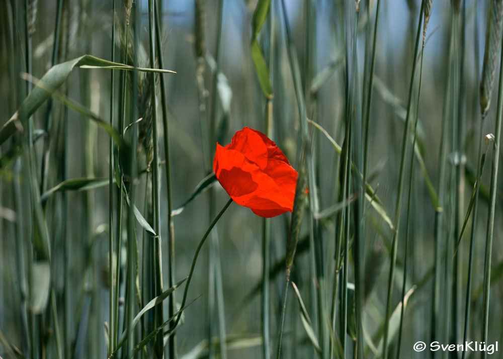 Eine Rote unter Grünen :-)