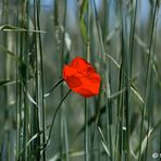 Eine Rote unter Grünen :-)