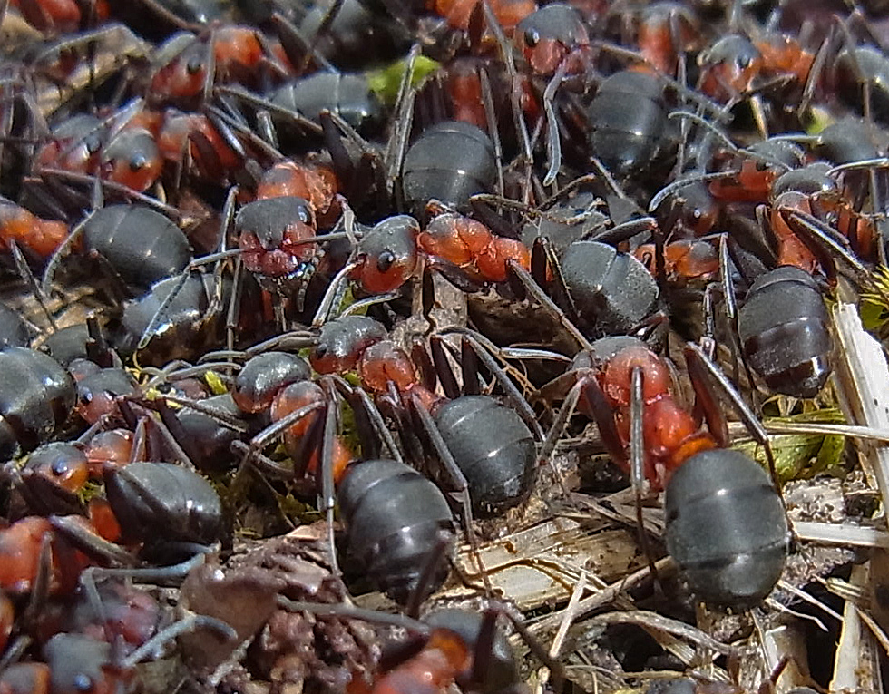 eine Rote Waldameise schaut nach mir