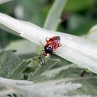Eine Rote Weichwanze (Deraeoris ruber) saugt eine Blattlaus aus