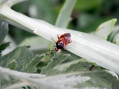 Eine Rote Weichwanze (Deraeoris ruber) saugt eine Blattlaus aus