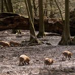 eine Rotte Frischlinge