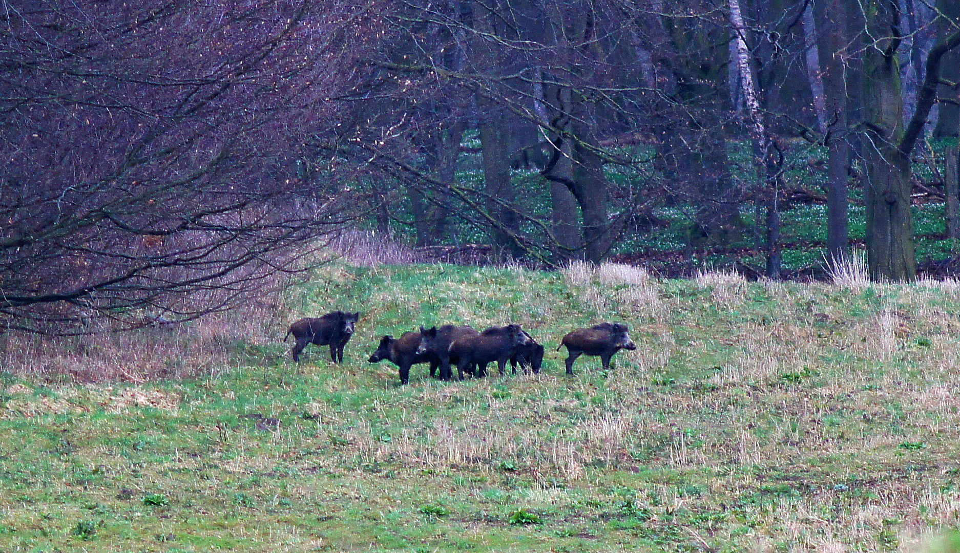 Eine Rotte wilder Schweine