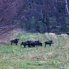 Eine Rotte wilder Schweine