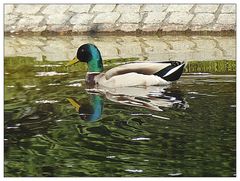 Eine Runde schwimmen