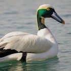 Eine Runde schwimmen gehen