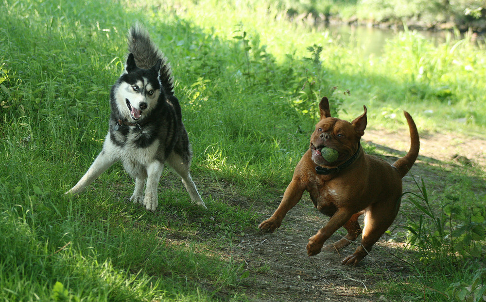 Eine Runde "Toben" gefällig?