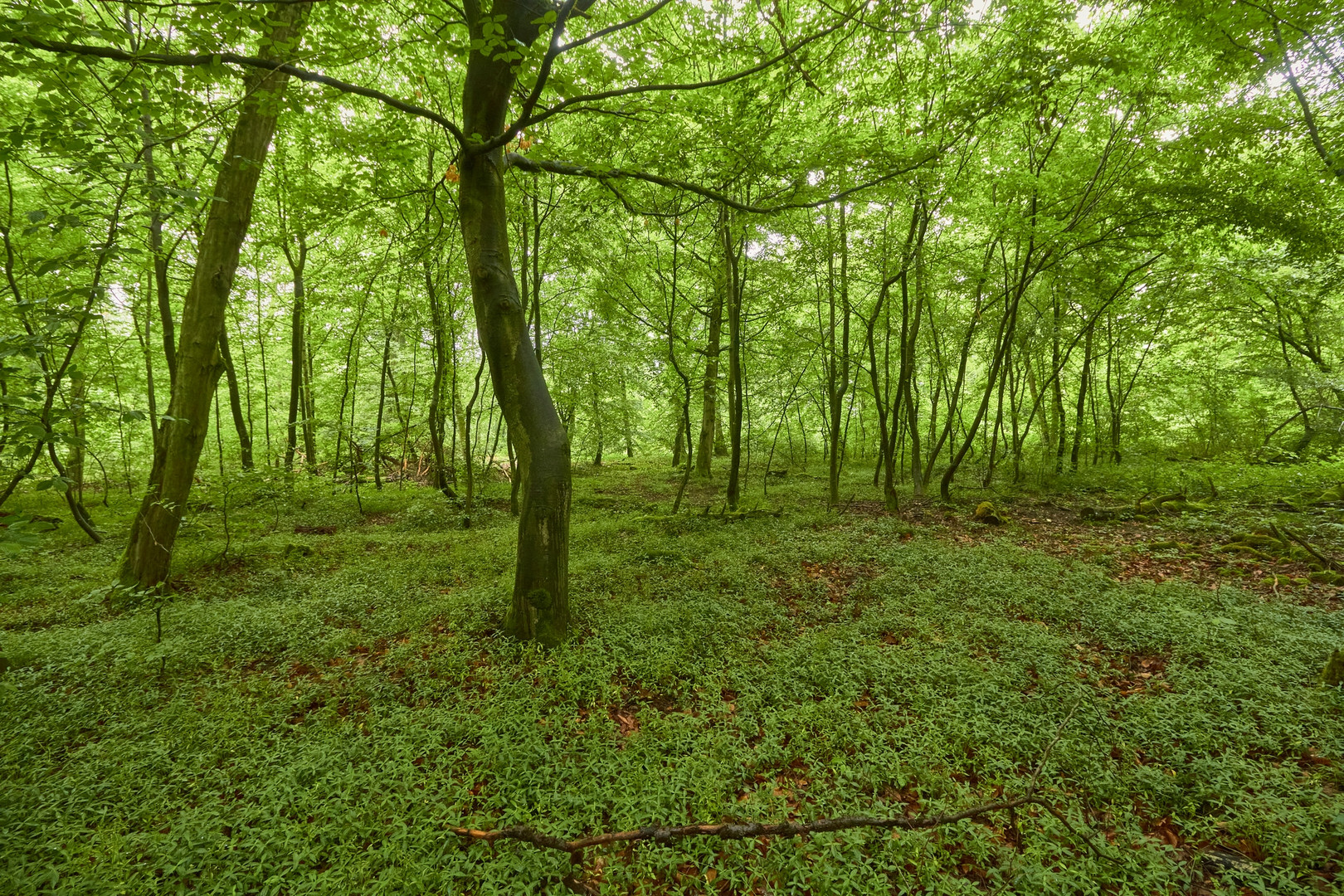 Eine Runde Waldbaden gefällig?