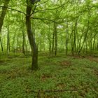 Eine Runde Waldbaden gefällig?