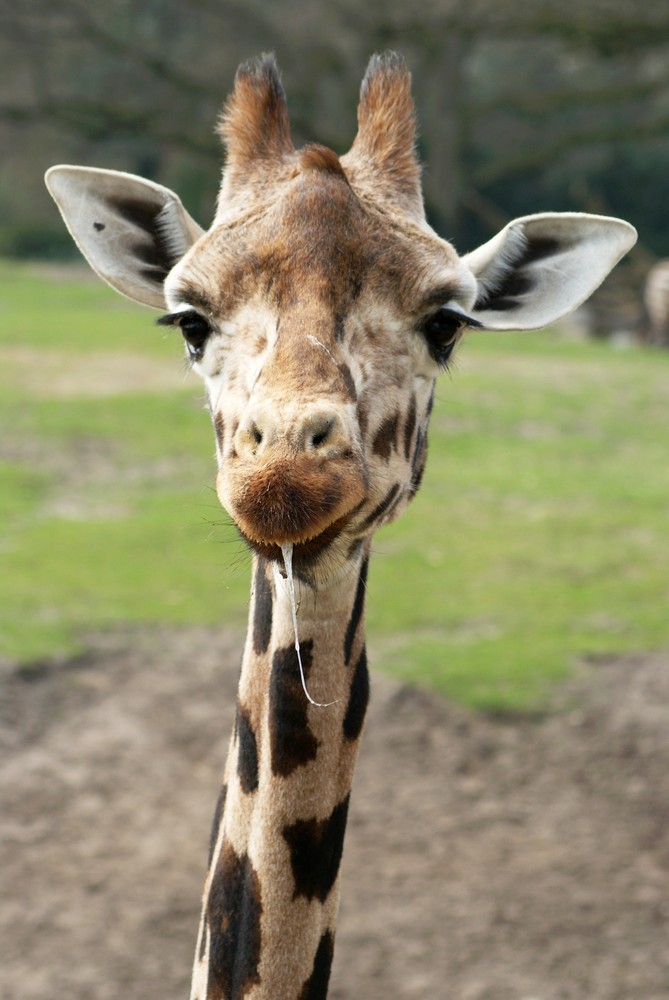 Eine sabbernde Giraffe!