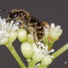 Eine Sandbiene (Andrena flavipes) odene nur eine Schwebefliege