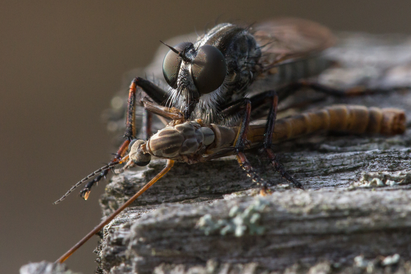 Eine Sandraubfliege mit ihrer Beute