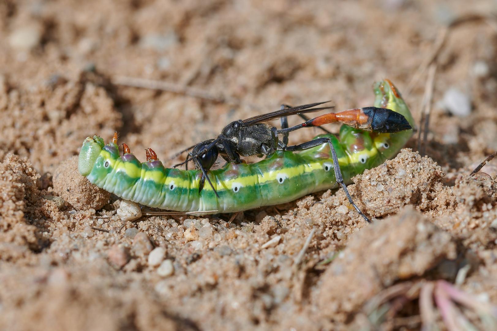 Eine Sandwespe.. Foto & Bild tiere, wildlife, insekten Bilder auf