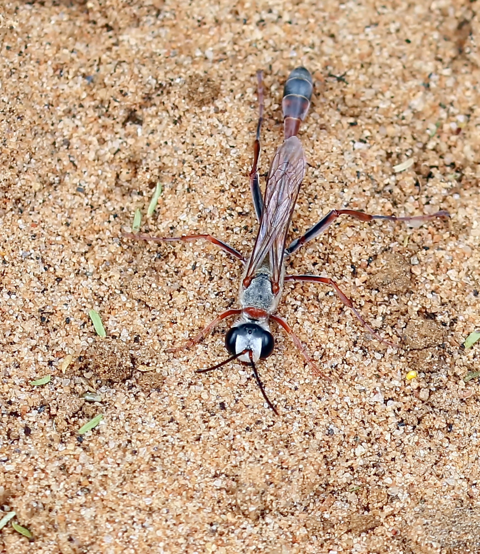 eine Sandwespe,Männchen