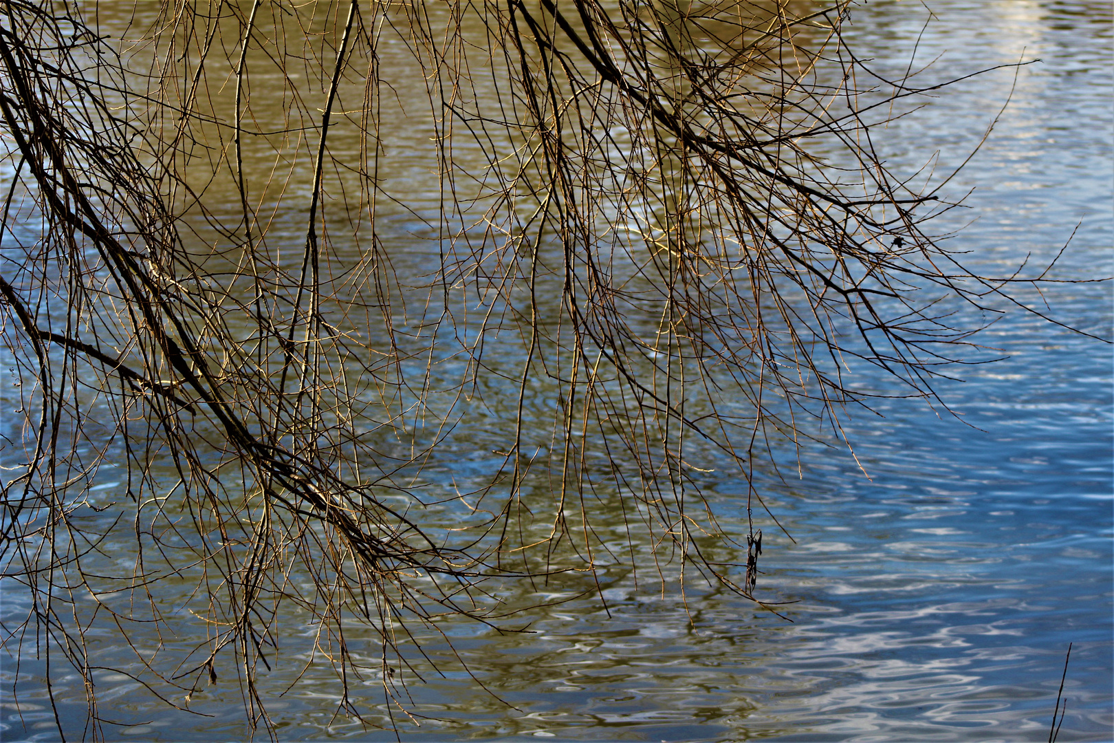 eine sanfte Berührung zwischen den Zweigen und  dem Wasser