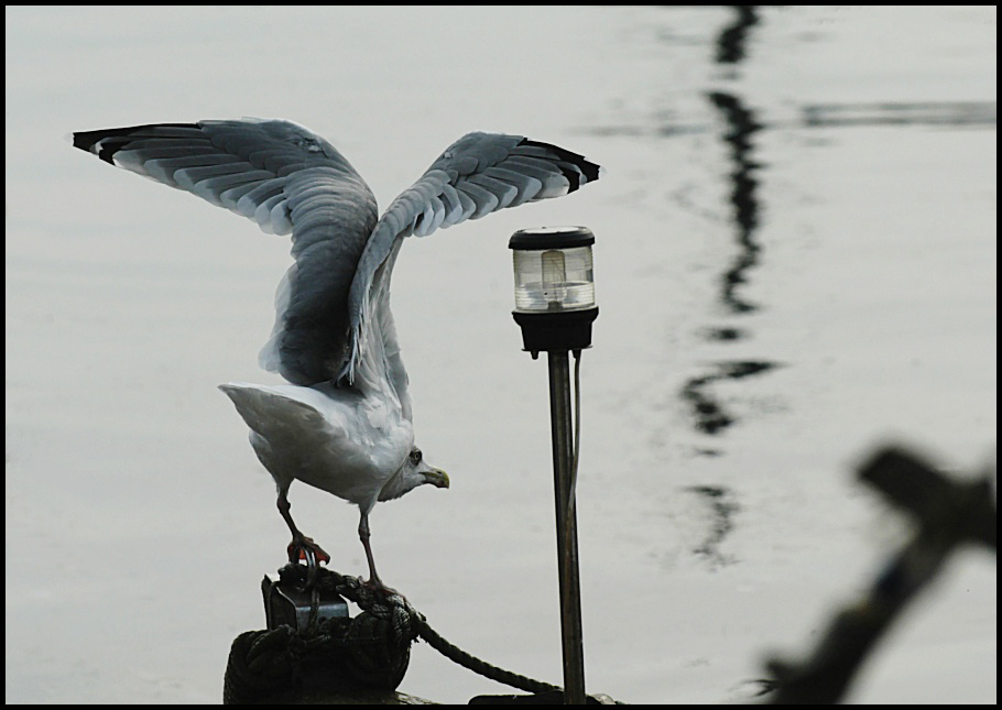 eine sassnitzer möwe