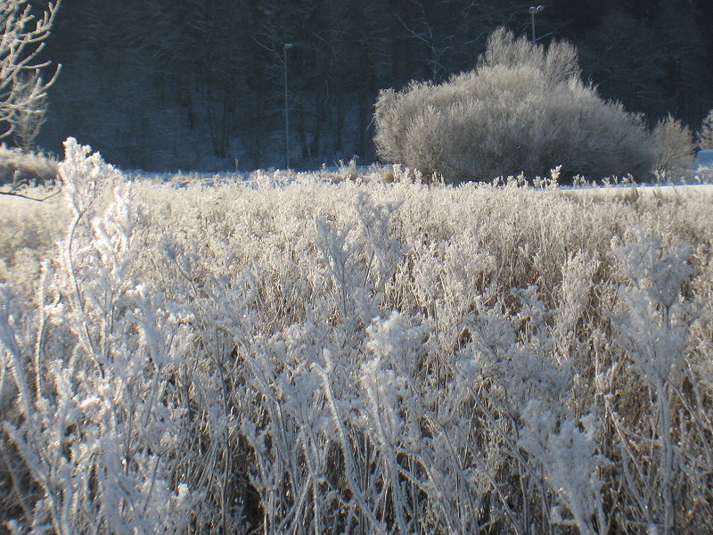 eine saukalte nacht 6.1.2009