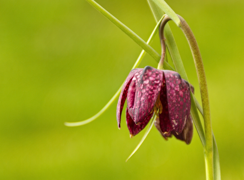 Eine Schachbrettblume