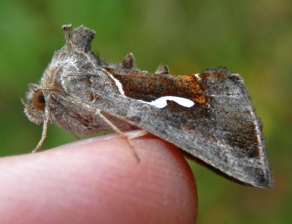 Eine Schafgarben-Silbereule (Macdunnoughia confusa) auf meinem Zeigefinger