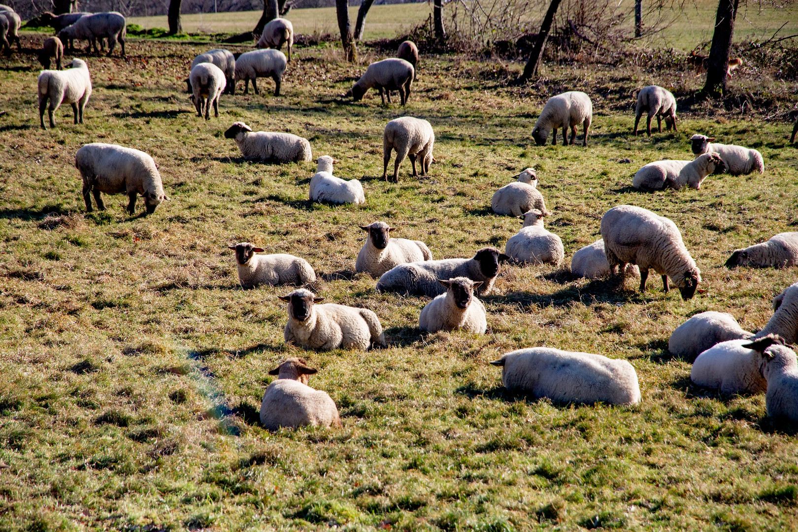 Eine Schafherde