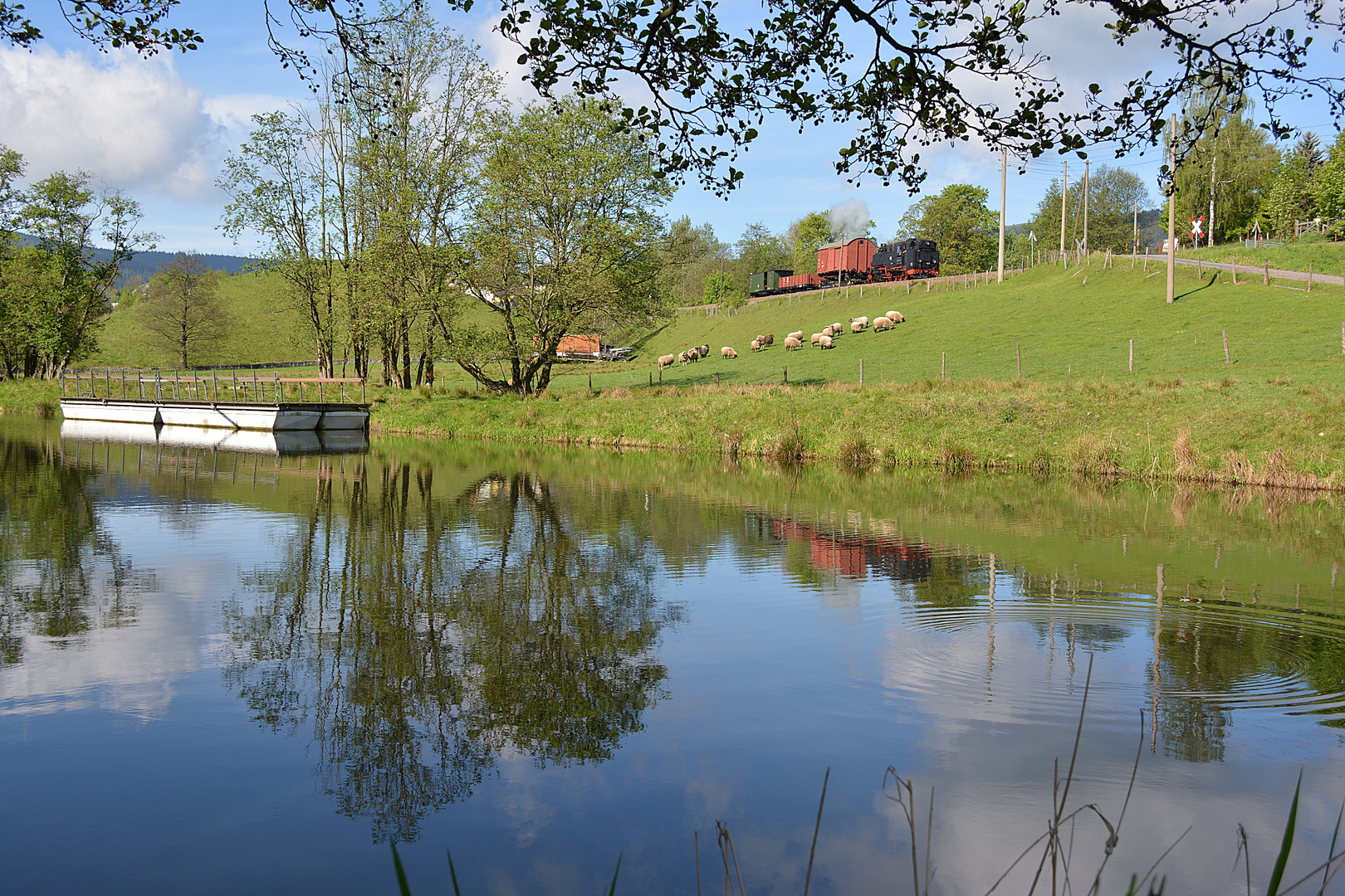 Eine Schafherde am Teich