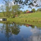 Eine Schafherde am Teich