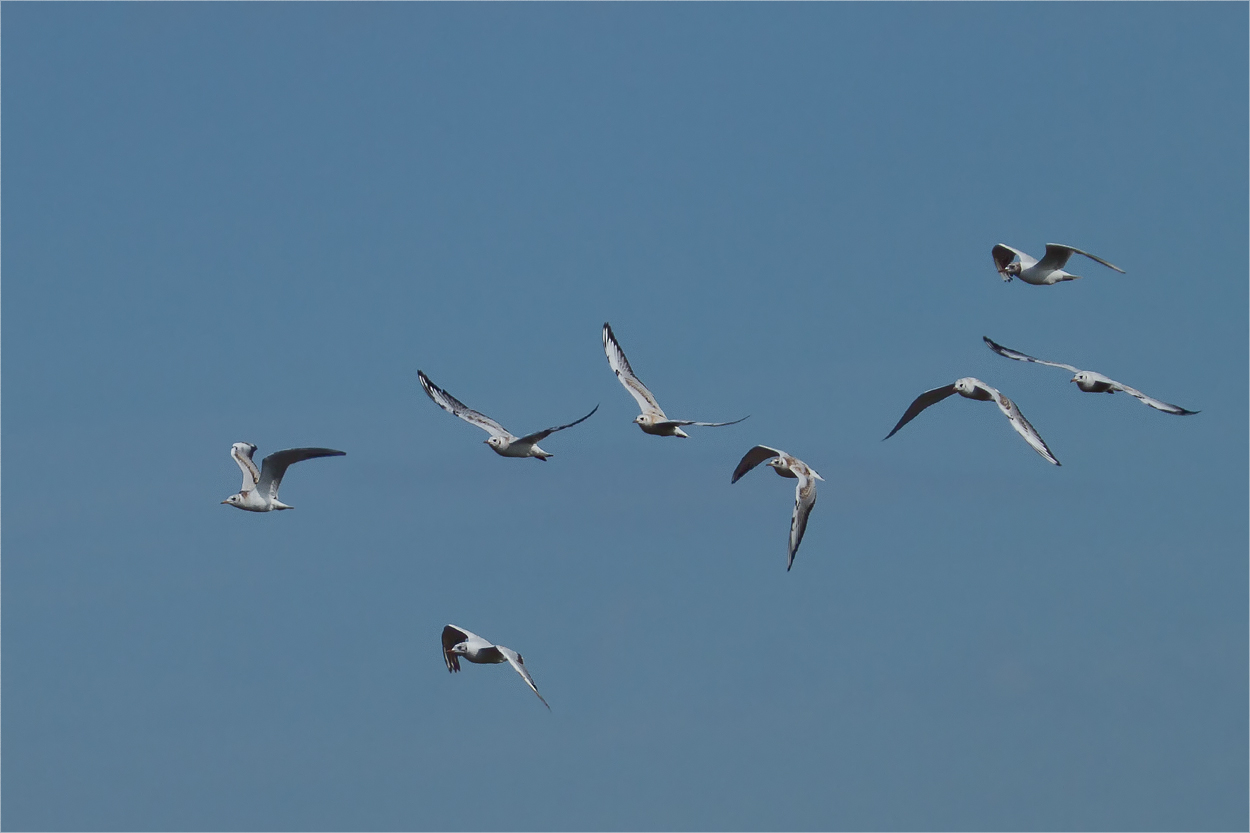 Eine Schar Lachmöwen beim Abflug gen Süden..........