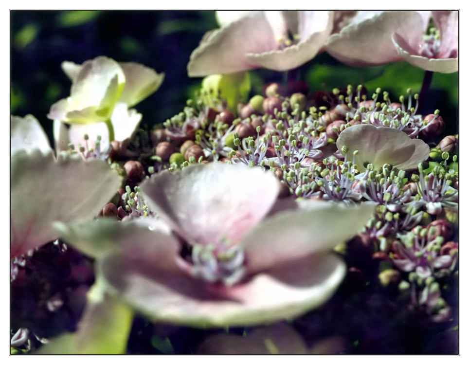 Eine scharfe weichgespülte Hortensie...