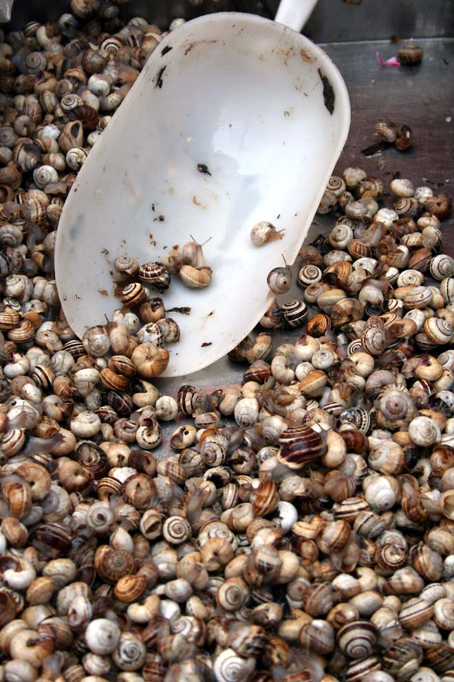 Eine Schaufel Schnecken gefällig?