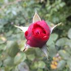 Eine scheinbar fliegende Rose