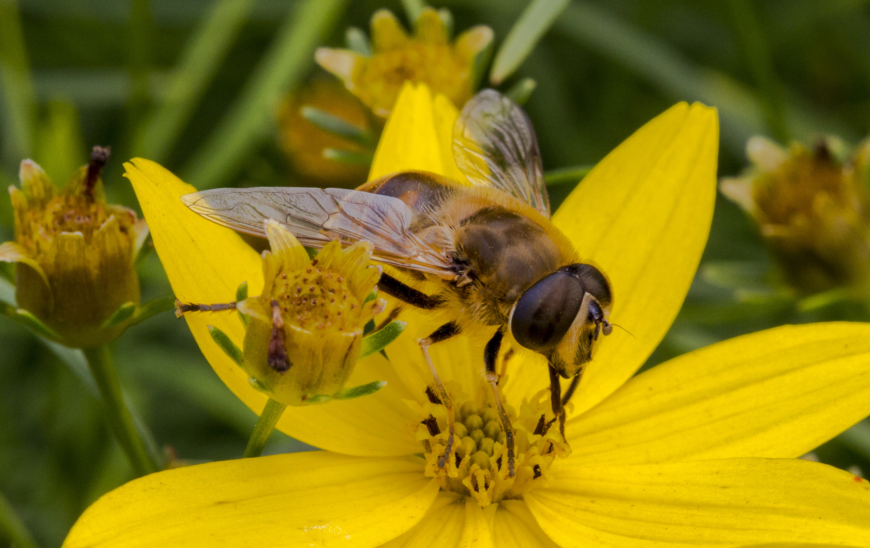 … eine Scheinbiene - Keilfleckschwebfliege - beim schlemmen…