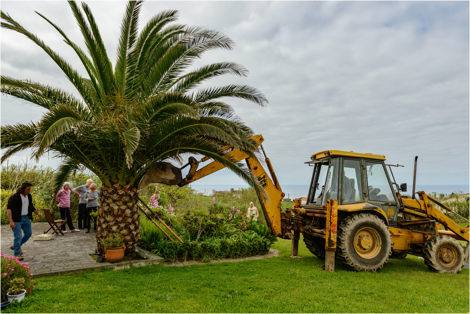 Eine schiefe Palme? Auf Sao Miguel, Azoren kein Problem!