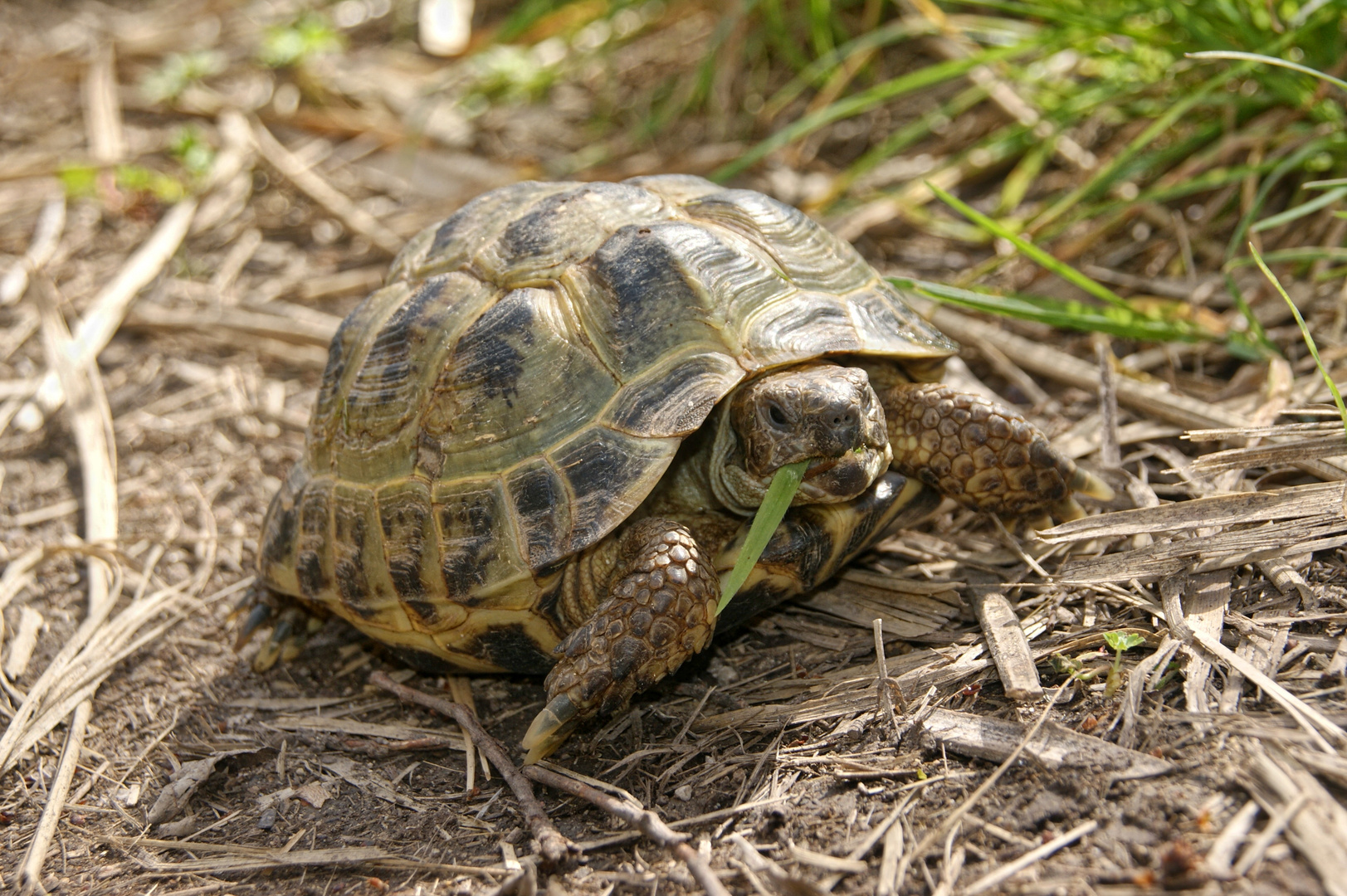 Eine Schildkröte,