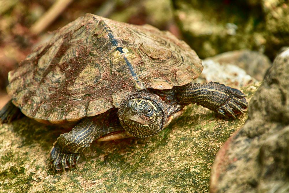 Eine Schildkröte