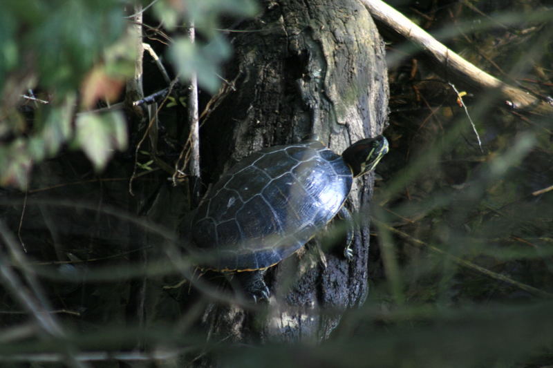 Eine Schildkröte am Altrhein in Kehl