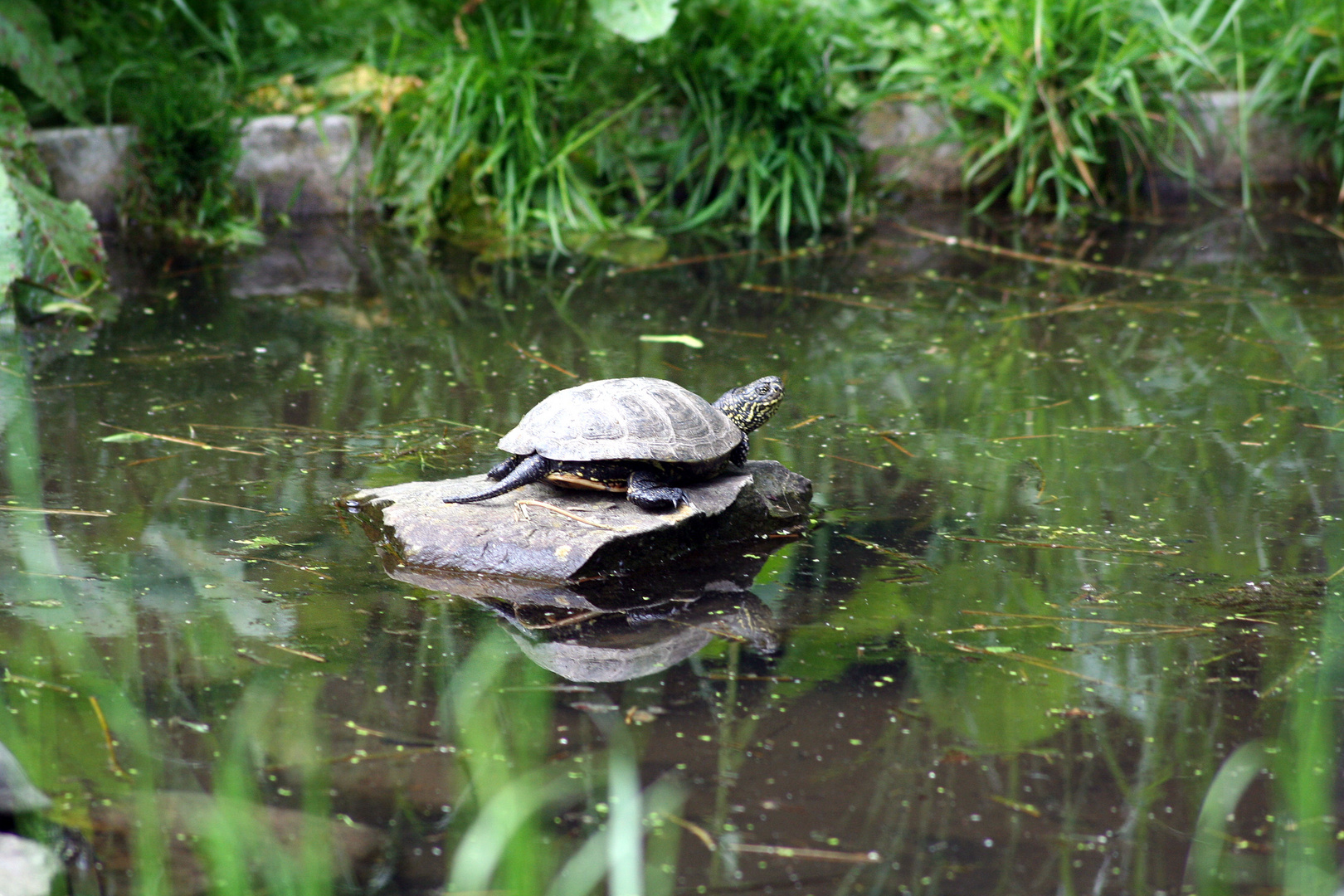 Eine Schildkröte auf dem Stein