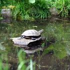 Eine Schildkröte auf dem Stein