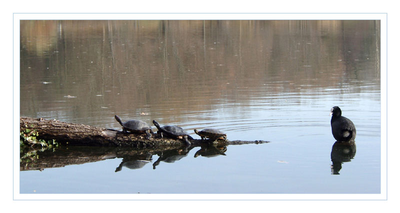 Eine Schildkröte ...