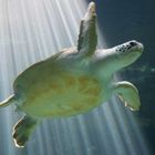 Eine Schildkröte im Lichtschein