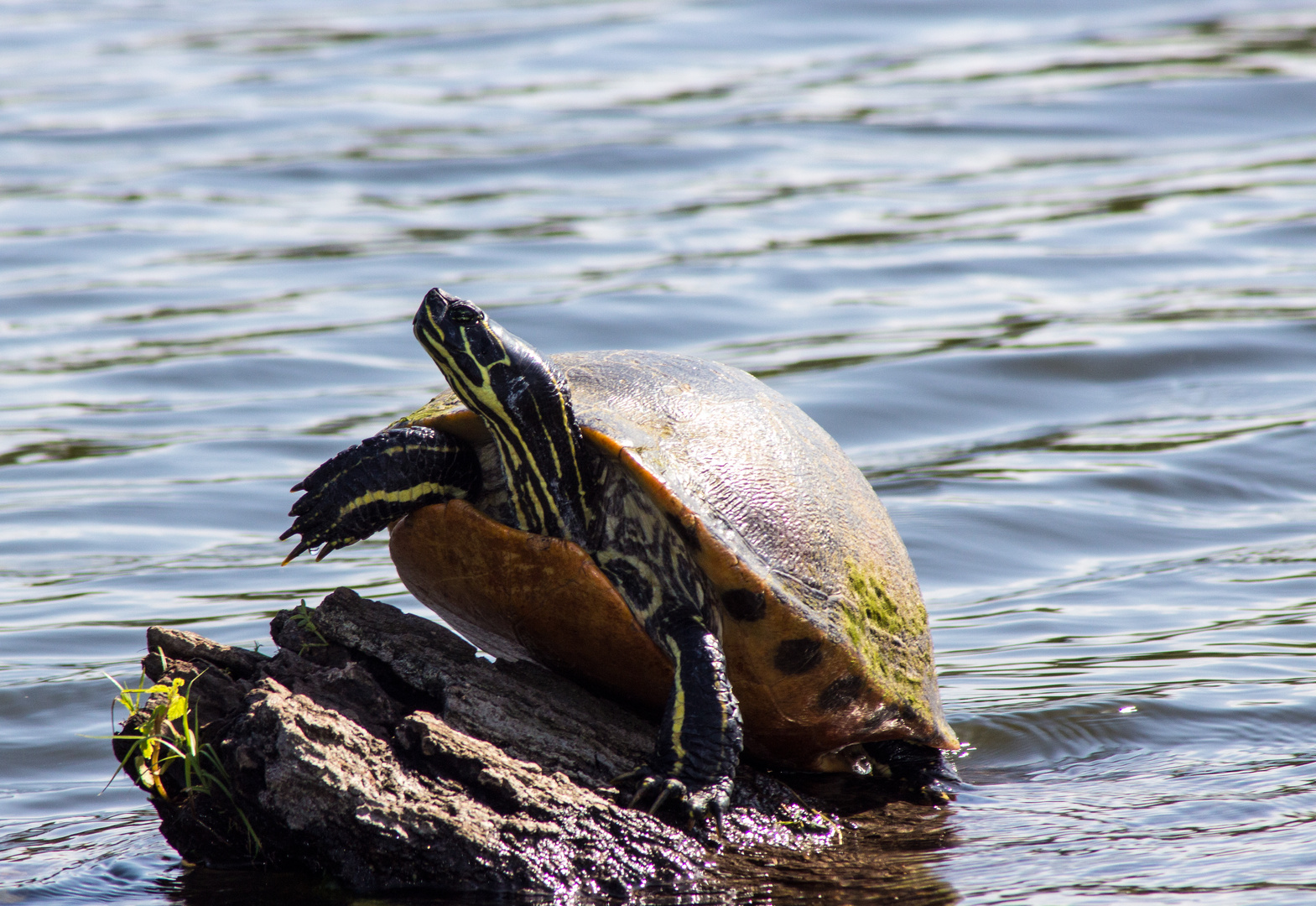 EIne Schildkröte und ihr Felsen