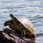 EIne Schildkröte und ihr Felsen