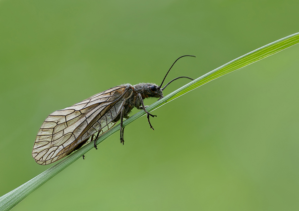 Eine Schlammfliege