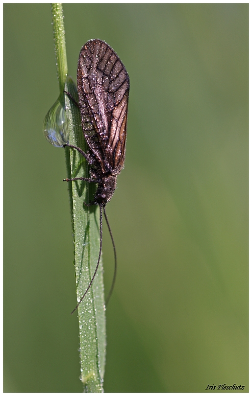 Eine Schlammfliege...