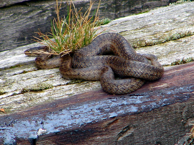 eine Schlingnatter beim Sonnenbad