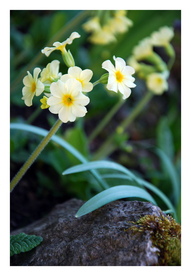 Eine Schlüssel-Blume oder?